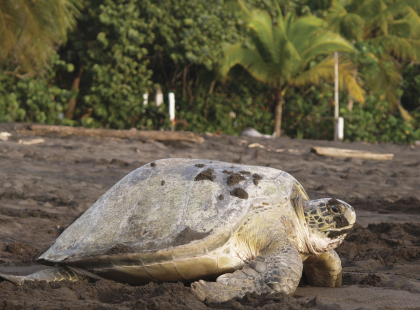 Explore Costa Rica - Visit the Sea Turtle Conservancy