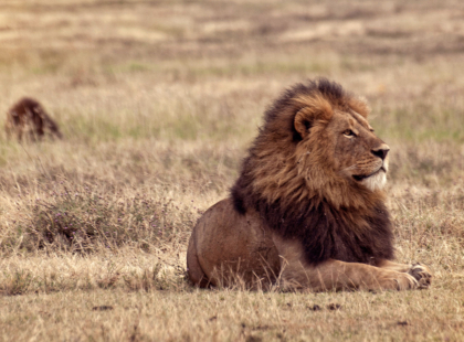 Safari in Kenya & Tanzania - Ngorongoro Crater Wildlife Safari Drive