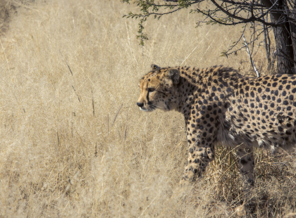 Southern Africa Highlights - Cheetah Conservation Experience