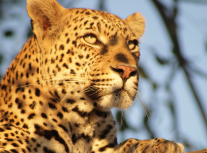 Southern Africa Highlights - Carnivore Conservation Experience