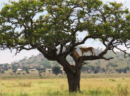 Safari through heart of the Serengeti and Ngorongoro Crater, two of Africa’s top wildlife destinations.