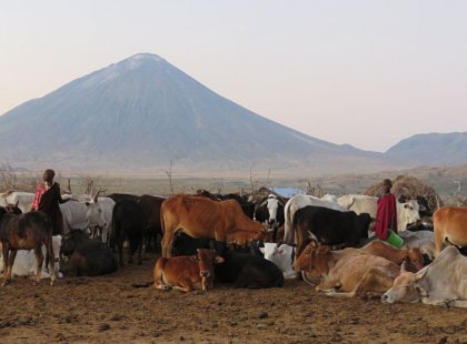 Catch a glimpse of traditional Maasai life in the early morning light. Ol Donyo Lengai, the Mountain of God, stands as a majestic backdrop in this arid northern outback.