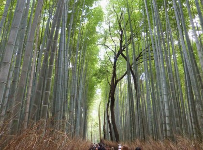 Experience the essence of Kyoto on an action-packed day that includes the soaring bamboo of Arashiyama, a rustic riverside hike and an enlightening meal with a geisha.