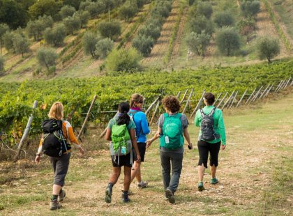 Our walks meander through vineyards and oak forests, past solitary cypress trees and stone farmhouses.