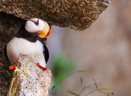 During summer months, puffins return from the open ocean and make their nests on the rocky islands near Kenai Fjords. Their photogenic and colorful appearance make them a star attraction among the many species of seabirds found here.