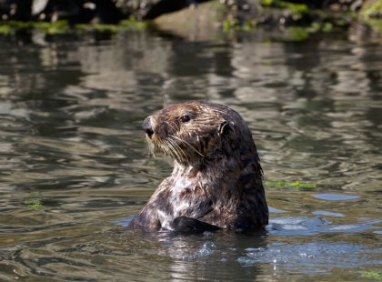 A sea otter surveys its territory.