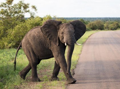Elephant in Kruger National Park, South Africa