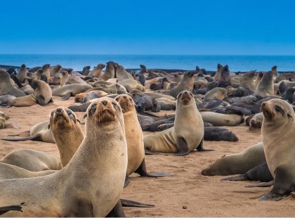 Seals, Cape Cross, Namibia