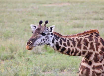 Giraffes in Serengeti National Park Tanzania, Africa