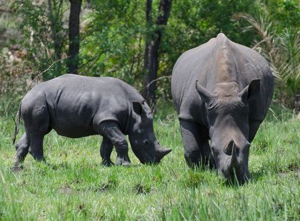Uganda Ziwa rhino sanctuary