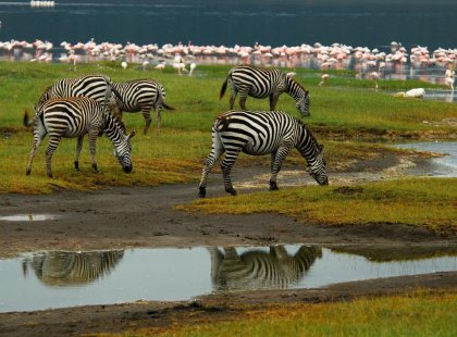 kenya lake nakuru zebra reflection flamingoes