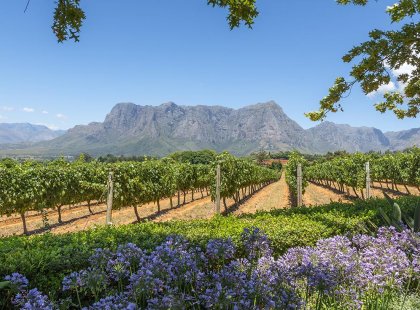 Picteresque landscape of a vineyard in the Hermanus Wine Region, South Africa