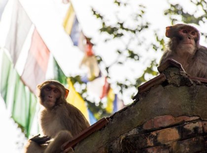 nepal kathmandu monkeys