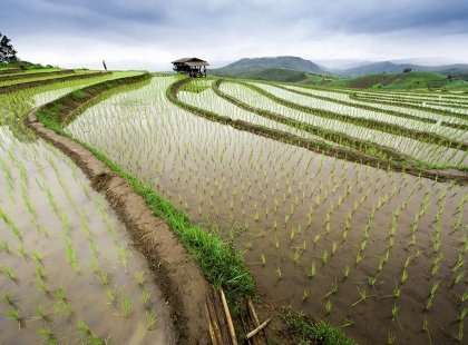 A rice terrace landscape in Chiang Mai, Thailand