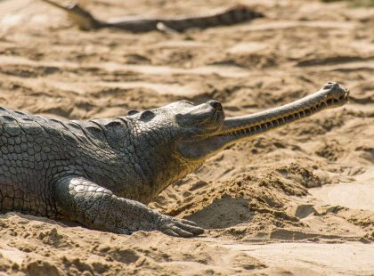India Chitwan Crocodile