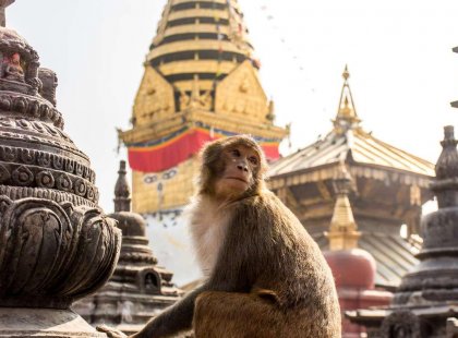 Nepal_Kathmandu_Monkey