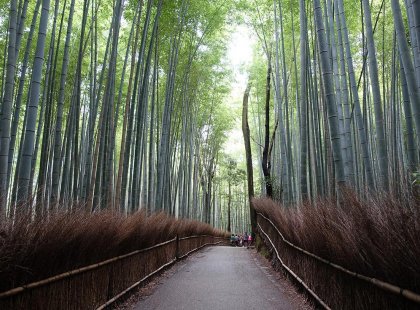 A bamboo forest in Kyoto, Japan