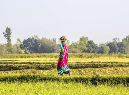 nepal woman rice field paddy