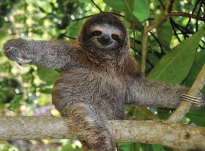 costa rica sloth sitting in tree wildlife local