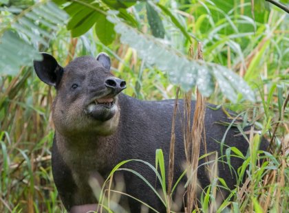 Intrepid Travel costa rica bairds tapir in grass