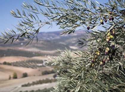 olive trees of israel