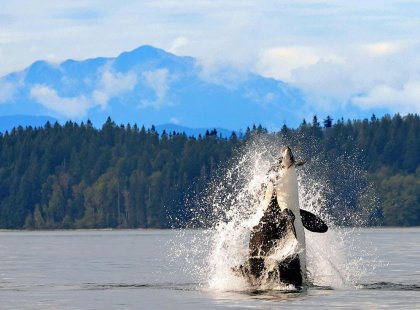 Ora whale diving in Campbell river, British Columbia