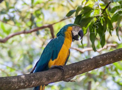 GSCH_colombia_san-gil_jungle_macaw