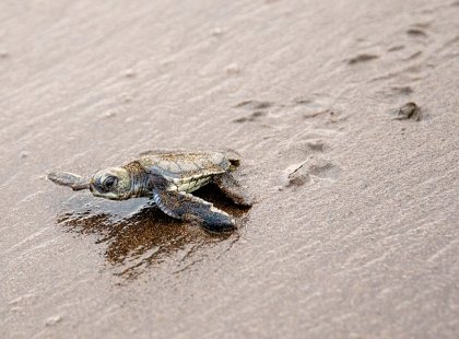Release of hatchlings is a thrill to experience as these sea turtles head to the ocean to begin their life journey.