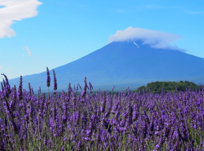 Discover Japan & Hike Mt Fuji