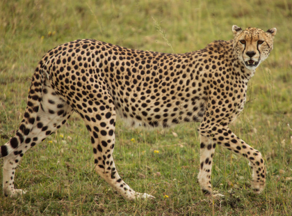 Safari in Kenya & Tanzania - Serengeti Wildlife Research Centre Lecture