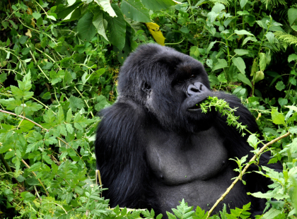 Rwanda and Uganda Gorilla & Chimp Adventure