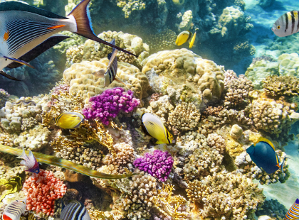 Explore Australia - James Cook University Research Aquarium