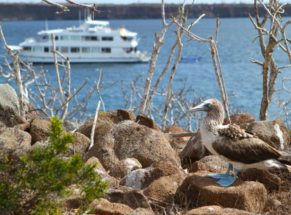 Galápagos – West and Central Islands aboard the Reina Silvia Voyager