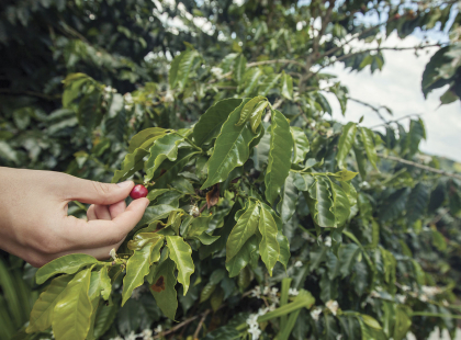 Colombia Journey - Coffee Farm Visit