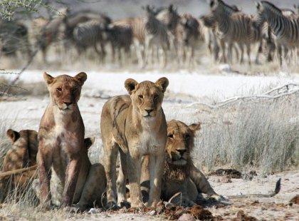 Lion of the Okavango have an ample selection of prey in the dry season—from zebra, impala and wildebeest to ungulate species not commonly known such as lechwe, sitatunga, roan and sable.
