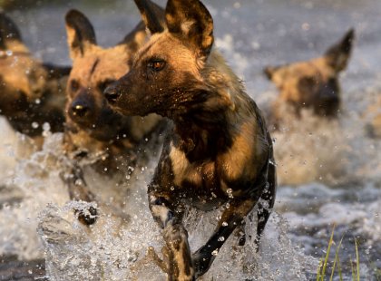 Botswana is home to about a third of the world’s wild dogs, one of the most exciting hunters to see in action.