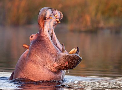 Hippos love the slow eddies of the Zambezi River and the papyrus-lined waterways of the Okavango Delta.