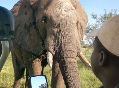 Witness big tuskers up close under the leadership of expert safari guides and in the safety of custom safari vehicles.