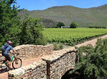Cycle along gentle backroads through the Cape Winelands.