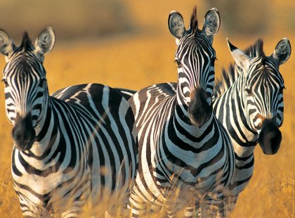 Visit Tanzania's wildlife-rich national parks on this classic safari led by expert, local guides.