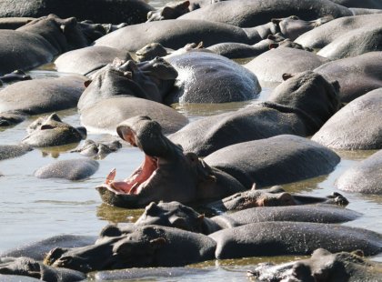 See large concentrations of Hippopotamus in their favorite watering holes near Lake Manyara National Park and along the Orangi River in the Serengeti.