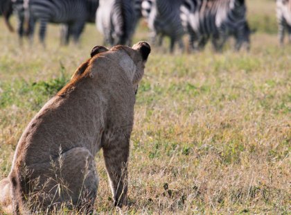 The lions of the Serengeti are an incredible force to witness in person.