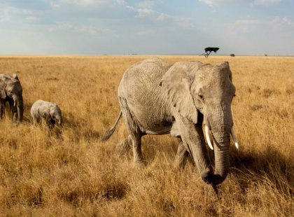 The Serengeti National Park is one of nature’s greatest classrooms for a family safari. You might literally cross paths with the world’s largest land animal, the African bush elephant.