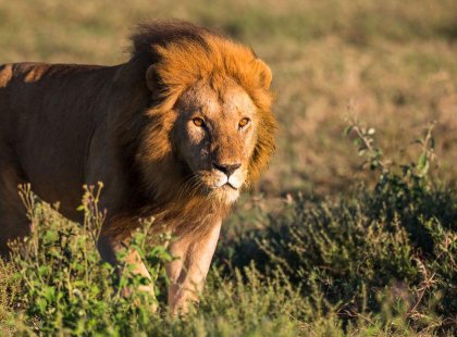 On safari we visit Lake Manyara, the Ngorongoro Crater and the Serengeti—the best locations in northern Tanzania for seeing Africa’s iconic wildlife like lion on the prowl, and...