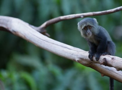From baboons and blue Sykes’ monkeys to pink flamingos and elegant secretary birds, the variety of wildlife seen on safari surprises many. On a canopy walkway through the Lake Manyara forest, we see arboreal wildlife up close.