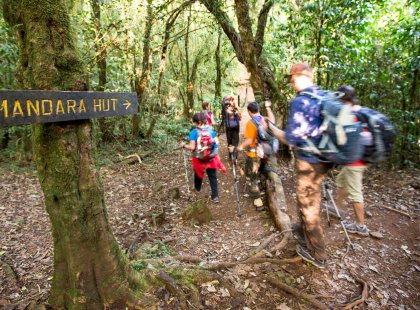 We begin our trek in the misty rain forest bordering Kilimanjaro National Park.