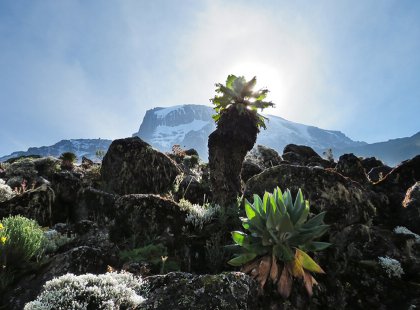Wild and strange flora make this exceptional climb truly exotic.