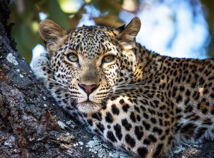 One of the most captivating of the big cats, Leopards are a particularly prominent along the forested banks of Kruger National Park's Sabi and Sand rivers.