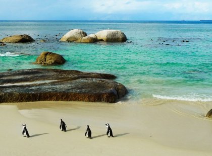 Boulders Beach African Penguin colony.