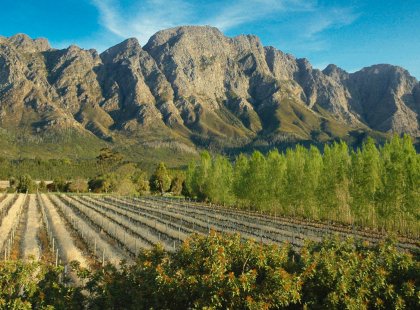 The picturesque Cape Winelands are a perfect setting for a day of cycling and wine-tasting.